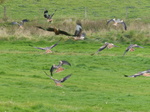 FZ021754 Red kites (Milvus milvus).jpg